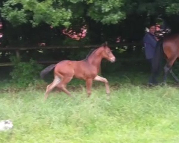 Pferd Fire Impact (Hannoveraner, 2017, von Foundation 2)