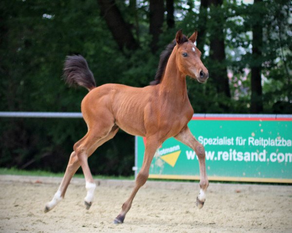 dressage horse Let's Fetz 17 (Westphalian, 2017, from Lassar)