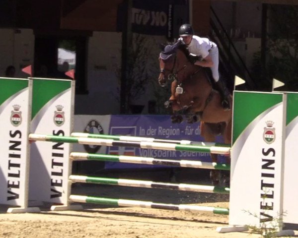 jumper Costacalvo (Oldenburg show jumper, 2011, from Conthargos)