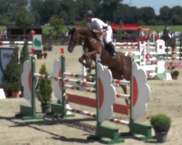 jumper Conlatina Ps (Oldenburg show jumper, 2011, from Conthargos) jumper Conlatina Ps (Oldenburg show jumper, 2011, from Conthargos)