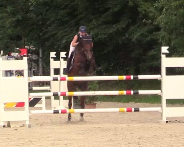 jumper Sunshine 650 (Hanoverian, 2011, from Stalypso)