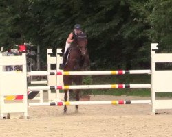 jumper Sunshine 650 (Hanoverian, 2011, from Stalypso)