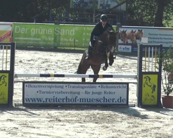 jumper Casino 87 (Holsteiner, 2012, from Catoo)
