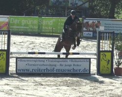 jumper Casino 87 (Holsteiner, 2012, from Catoo)