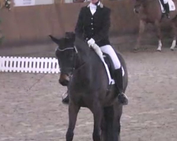 Dressurpferd FBW Faris Girl (Württemberger, 2011, von Fürstenball)
