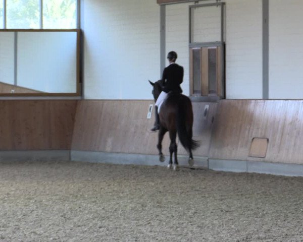 Reitturnier Gut Hohenkamp / Dorsten 2018