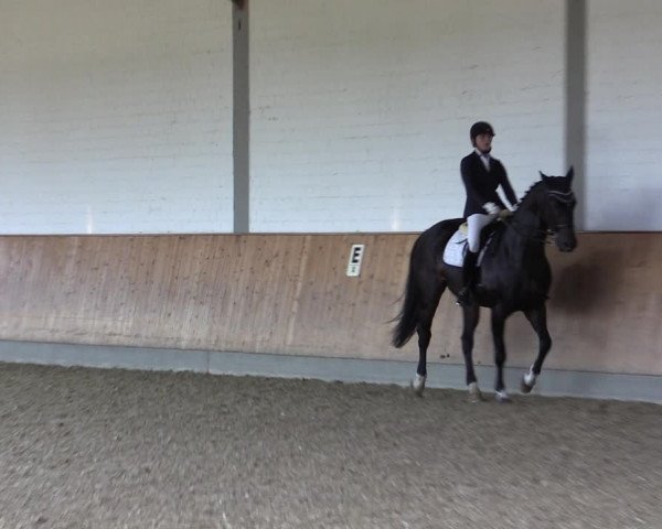 Reitturnier Gut Hohenkamp / Dorsten 2018