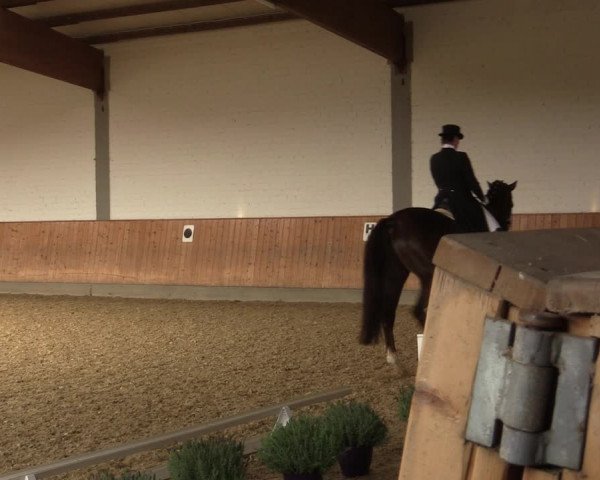 Reitturnier Gut Hohenkamp / Dorsten 2018