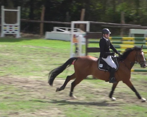 Reitturnier Würselen-Pley 2018