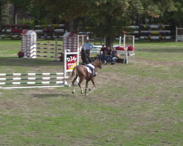 Reitturnier Würselen-Pley 2018