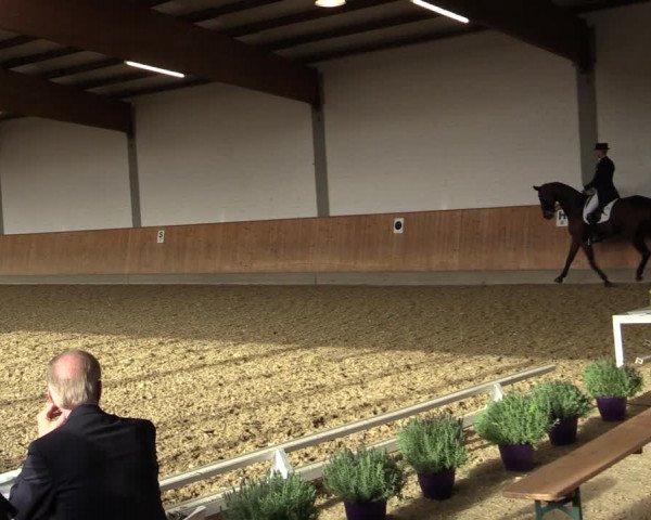 Reitturnier Gut Hohenkamp / Dorsten 2018