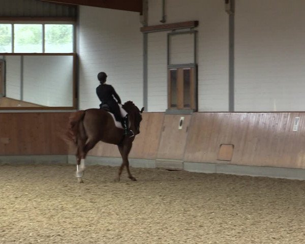 Reitturnier Gut Hohenkamp / Dorsten 2018