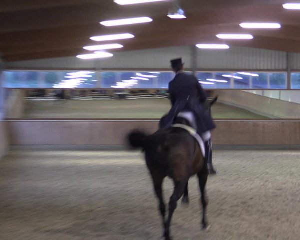 Reitturnier Gut Hohenkamp / Dorsten 2018