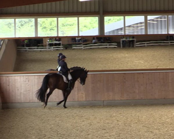 Reitturnier Gut Hohenkamp / Dorsten 2018