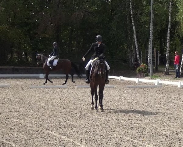 Reitturnier Würselen-Pley 2018