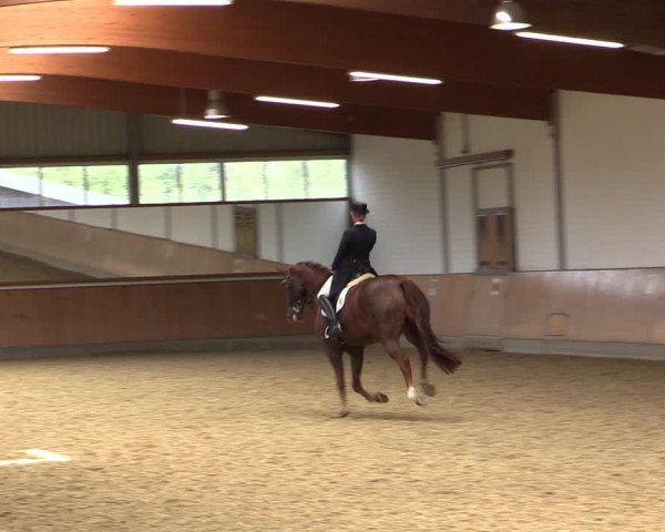 Reitturnier Gut Hohenkamp / Dorsten 2018
