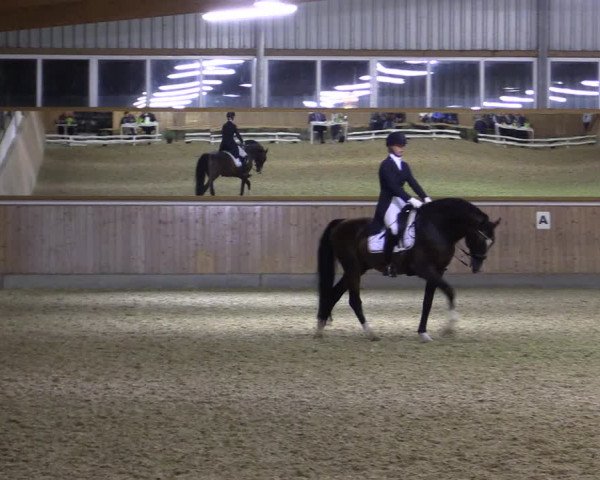 Reitturnier Gut Hohenkamp / Dorsten 2018