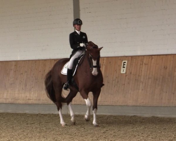 Reitturnier Gut Hohenkamp / Dorsten 2018