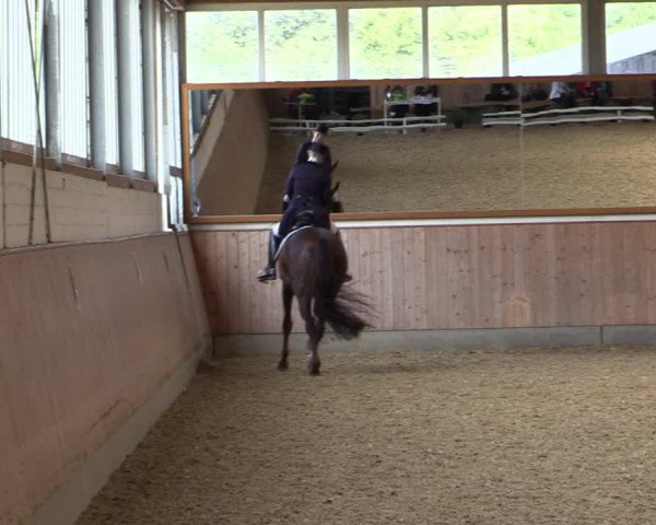 Reitturnier Gut Hohenkamp / Dorsten 2018