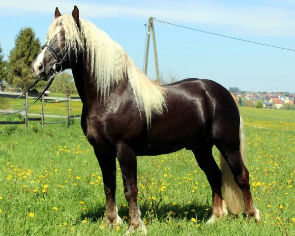 stallion Wellenstein (Black Forest Horse, 2014, from Weißgerber)
