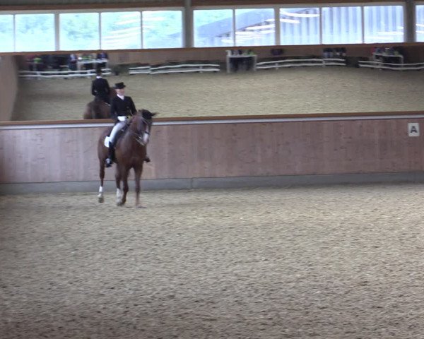 Reitturnier Gut Hohenkamp / Dorsten 2018