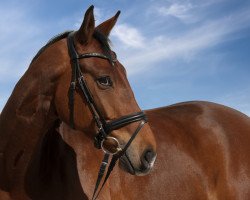 dressage horse Laurence 16 (Westphalian, 2010, from Lauries Charmeur)