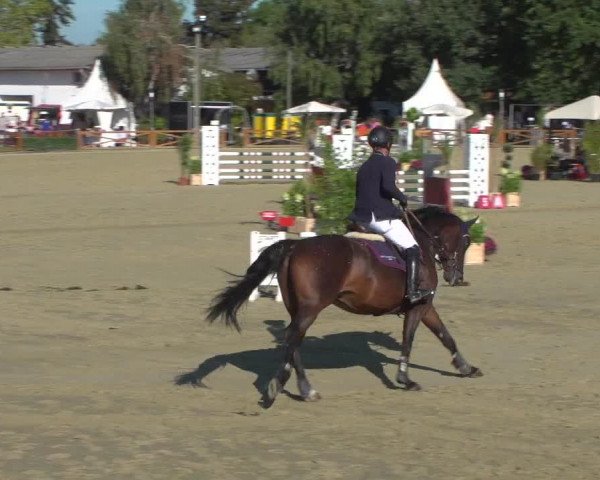 Reitturnier Köln - Reitanlage Brüse 2018