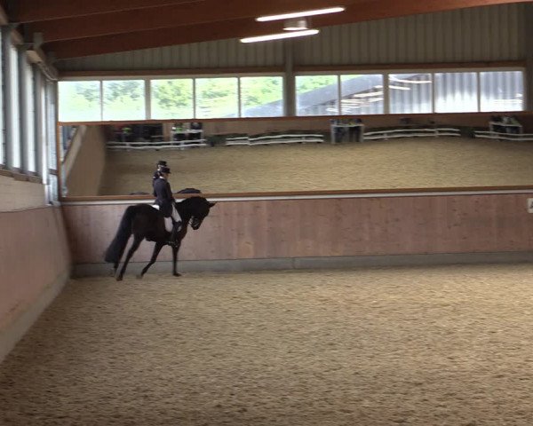 Reitturnier Gut Hohenkamp / Dorsten 2018