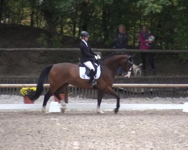 Reitturnier Würselen-Pley 2018
