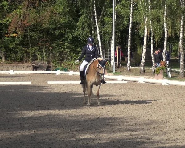 Reitturnier Würselen-Pley 2018