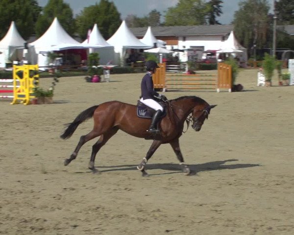 Reitturnier Köln - Reitanlage Brüse 2018