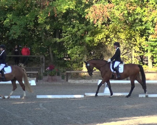 Reitturnier Würselen-Pley 2018