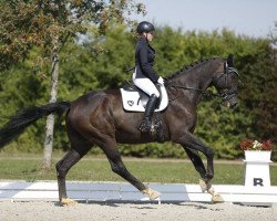 Dressage horse Lord of the Dance H.S. (Bayer, 2002, from Lentigo)