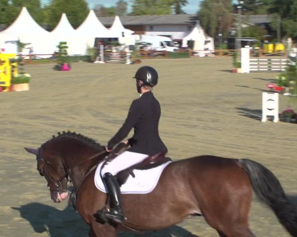 Reitturnier Köln - Reitanlage Brüse 2018