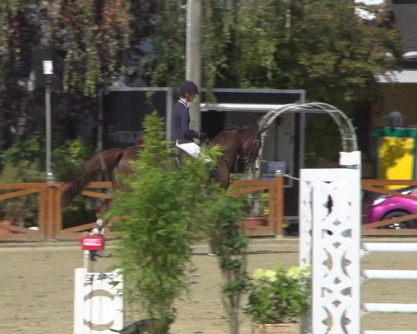 Reitturnier Köln - Reitanlage Brüse 2018
