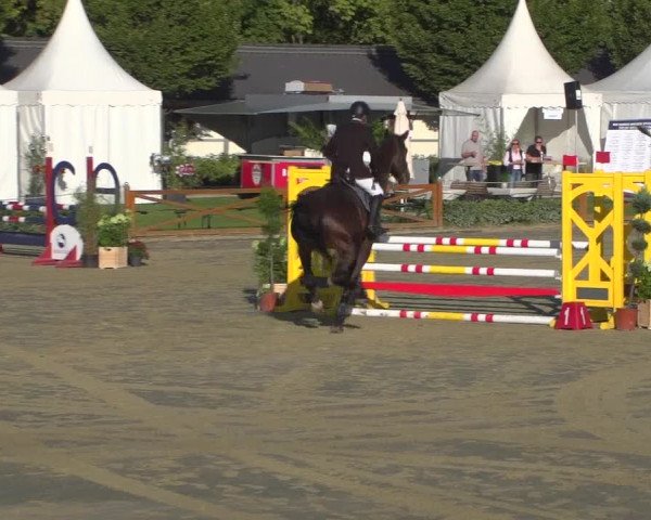 Reitturnier Köln - Reitanlage Brüse 2018