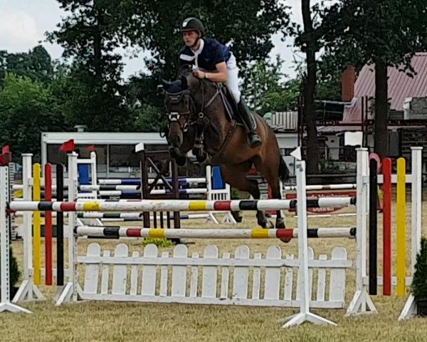 broodmare Chiara Belladonna D (Oldenburg show jumper, 2011, from Celta Yar)