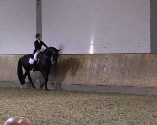 Reitturnier Gut Hohenkamp / Dorsten 2018