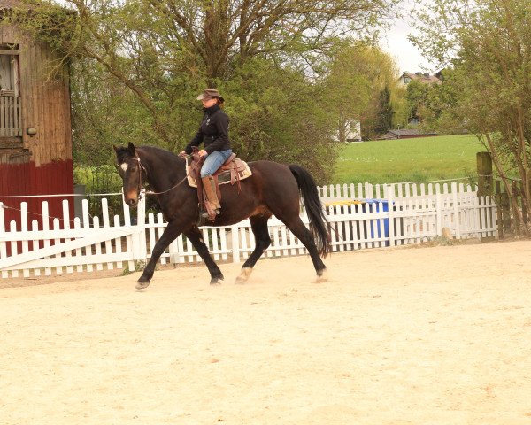 horse Edelfalk 5 (Sachs-door. Heavy Warmbl., 2005, from Erbprinz) horse Edelfalk 5 (Sachs-door. Heavy Warmbl., 2005, from Erbprinz)