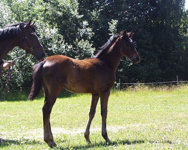 horse Alexander von Humboldt (Trakehner, 2017, from Donauklang)