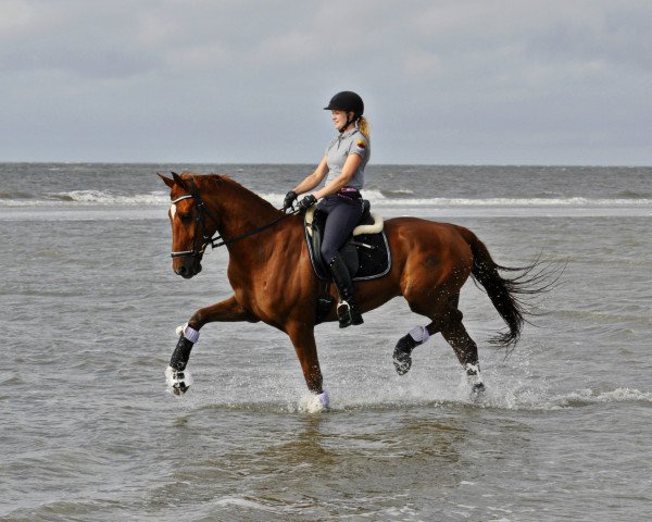 dressage horse Rich & Royal KN (Hanoverian, 2011, from Robespierre)
