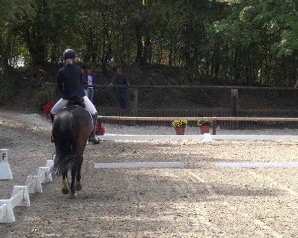 Reitturnier Würselen-Pley 2018