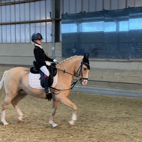 dressage horse Gracioso Dew-Drop (Belgian Riding Pony, 2012, from FS Mr. Right)