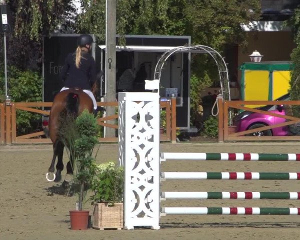 Reitturnier Köln - Reitanlage Brüse 2018