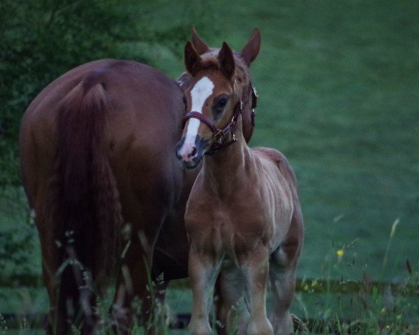 horse Bittencourt (Hanoverian, 2017, from Bon Coeur)
