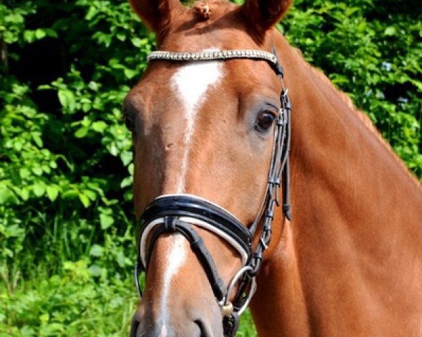 horse Fred Feuerstein (Hanoverian, 2011, from Fiorano)