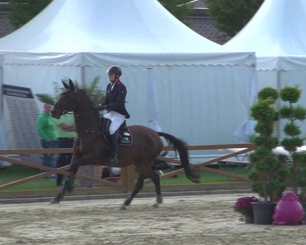 Reitturnier Köln - Reitanlage Brüse 2018