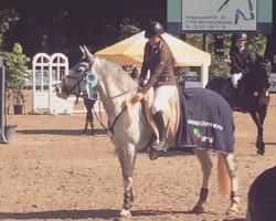 jumper Forever Blue 3 (KWPN (Royal Dutch Sporthorse), 2010, from Zirocco Blue)