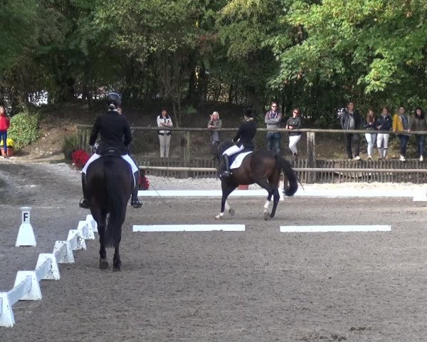 Reitturnier Würselen-Pley 2018