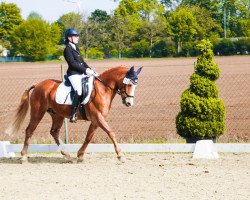 dressage horse Nicon 3 (Freiberger, 2006)